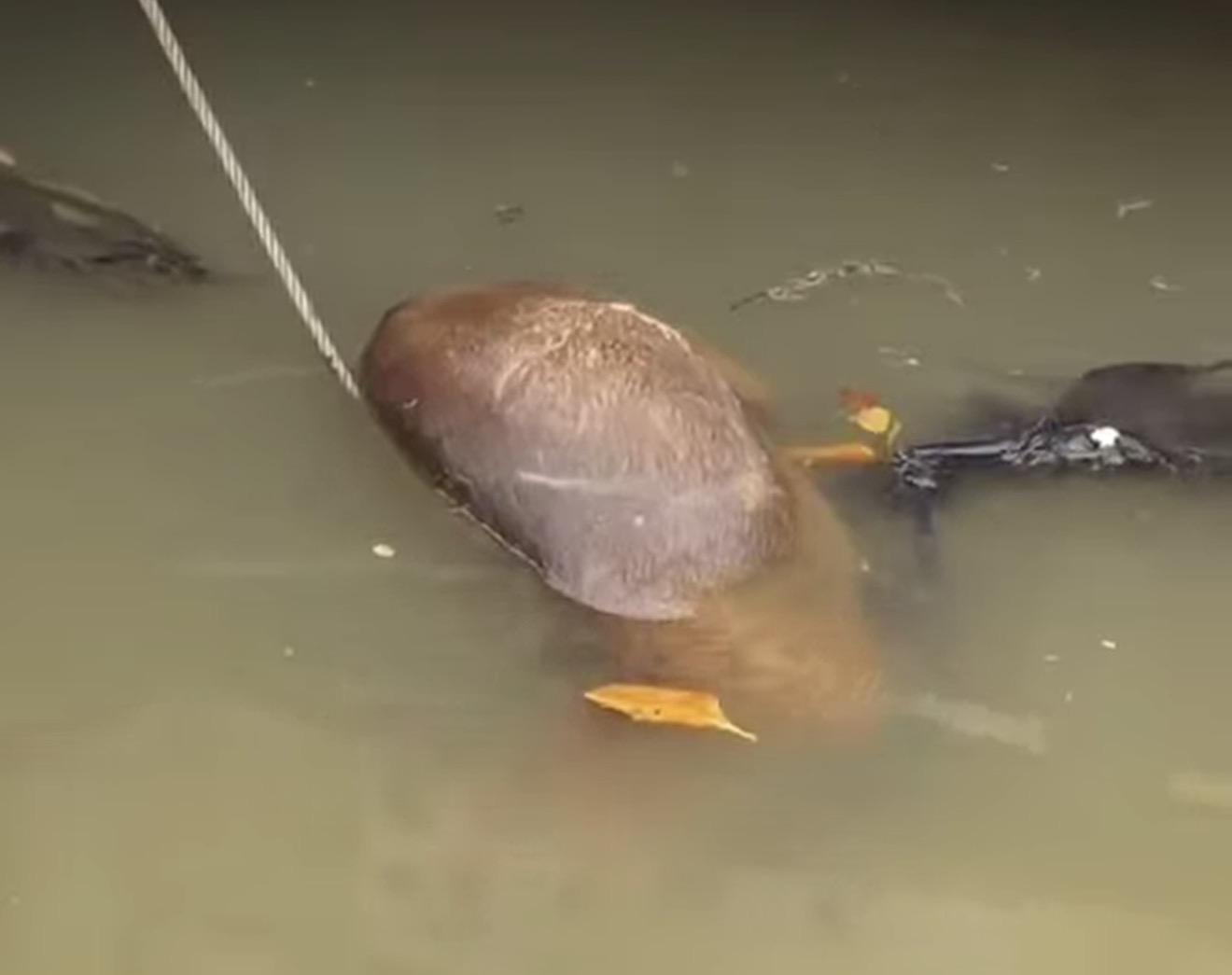 Capivara morta chama atenção em Anchieta