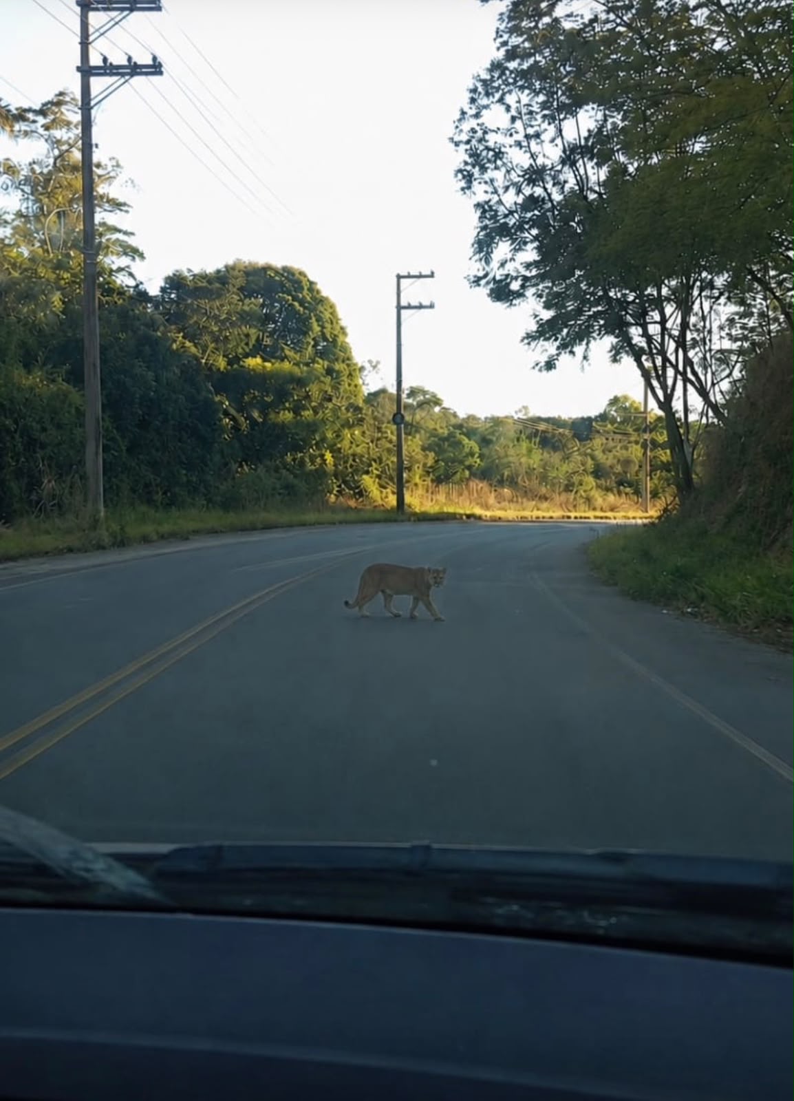 Fotos de suposta onça-parda na Estrada do Limão chamam a atenção de moradores em Anchieta
