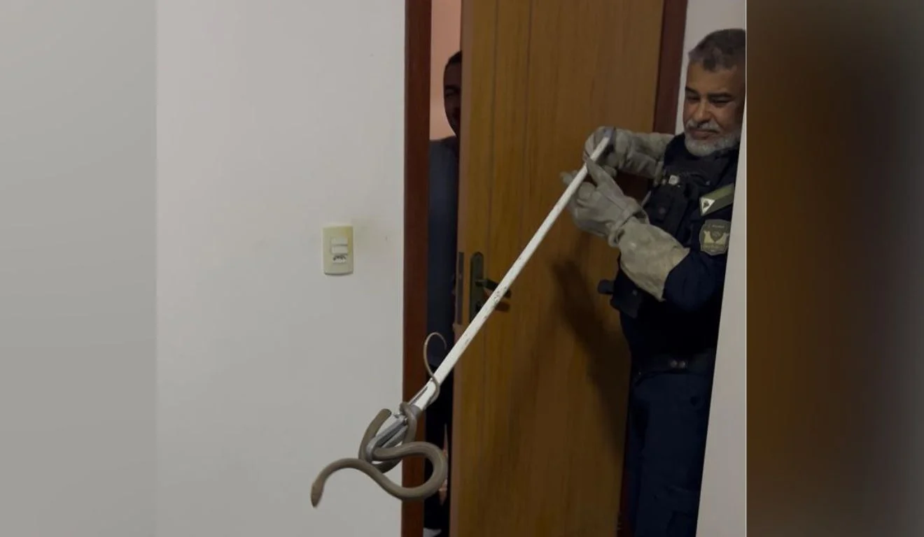 Cobra é resgatada de dentro de quarto em casa de Vila Velha